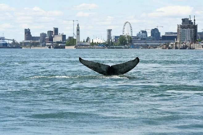 Молодой кит, восхитивший жителей Монреаля, найден мертвым