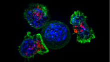 Открыт ген, способный замедлить регенерацию раковых клеток