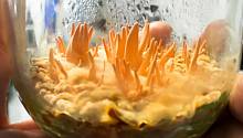 «Гусеничный грибок» может помочь при остеоартрозе