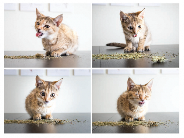 Не просто наркотик: японские биологи объяснили интерес кошек к кошачьей мяте