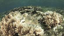 Искусственная эволюция может спасти кораллы от исчезновения