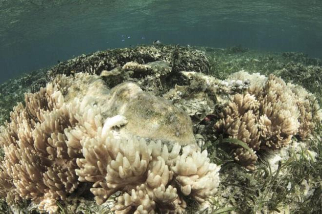Искусственная эволюция может спасти кораллы от исчезновения