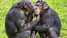 Шимпанзе прикладывают к ранам насекомых, чтобы вылечиться