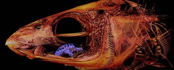 Ученый сделал детальный снимок паразита, поедающего язык 