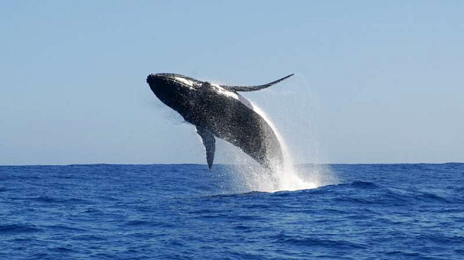 Песни горбатых китов отличаются в зависимости от географической локации