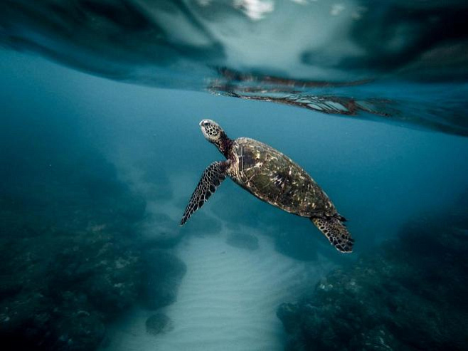 Вымирание морских животных приведет к колоссальной потере необходимых экологии процессов
