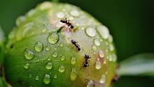 Разделение труда у муравьев может отражать политическую поляризацию у людей