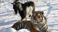 Горный козел, который дружил с тиграми, умер