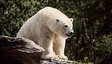 На Чукотке белые медведи группируются близ населенных пунктов
