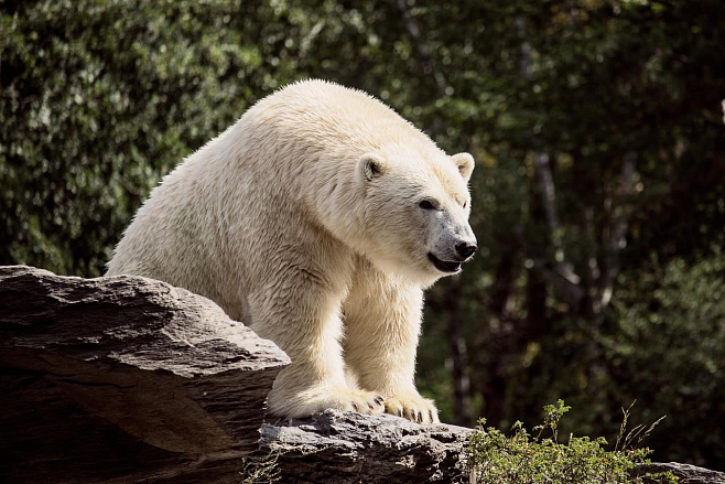 На Чукотке белые медведи группируются близ населенных пунктов