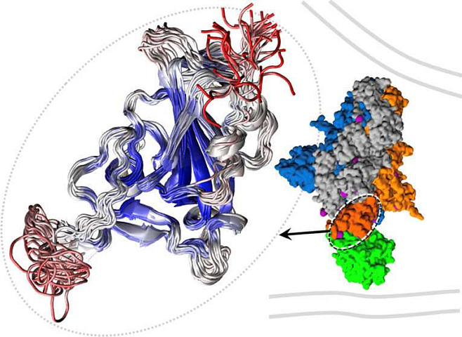SARS-COV-2 использует свои белки в качестве «отмычек», вскрывающих клетки