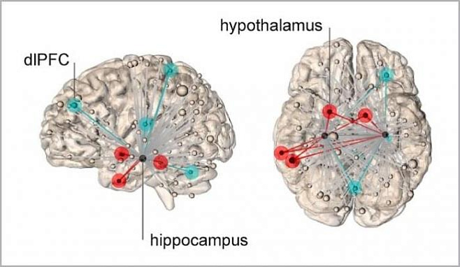 Ученым удалось понять, какие участки мозга отвечают за психологический стресс