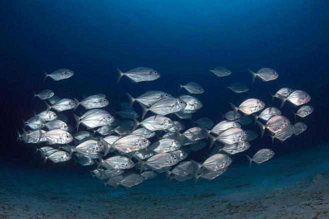 Рыбы собираются в косяки, случайно копируя друг друга, а не следуя за группой  