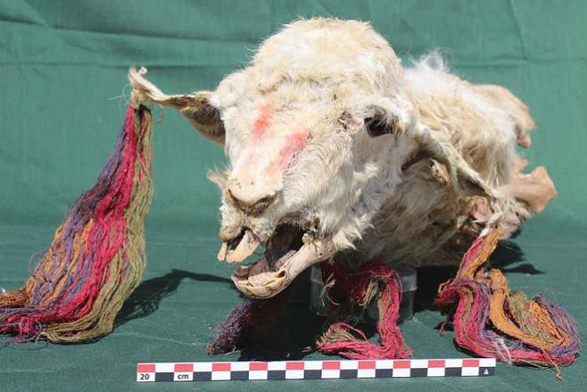 В своих ритуальных жертвоприношениях древние инки хоронили лам живыми 