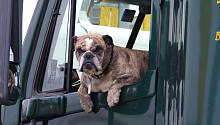 Ученые предупреждают: пристегивайте собак при езде в автомобиле!