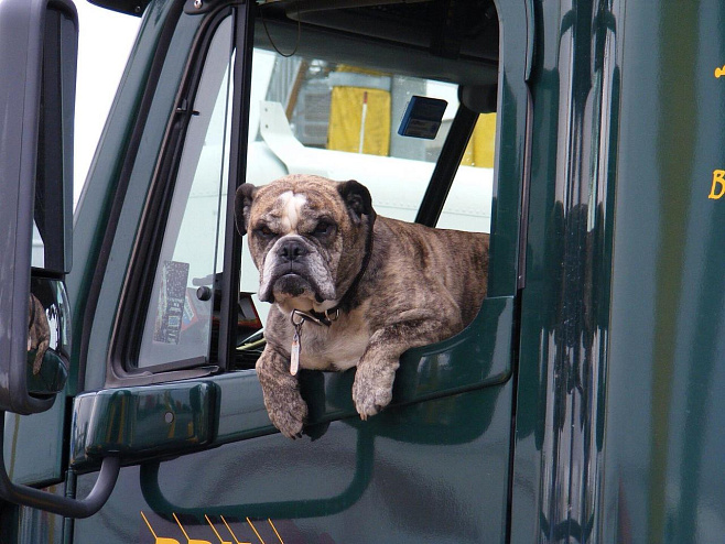 Ученые предупреждают: пристегивайте собак при езде в автомобиле!