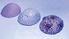 3D-печать поможет в восстановлении коралловых рифов