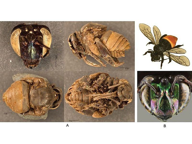 В Кафедральном соборе Панамы найдены мумифицированные пчелы 
