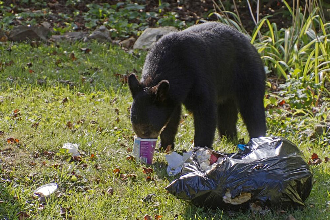 Медведи меньше зимуют из-за человеческой еды