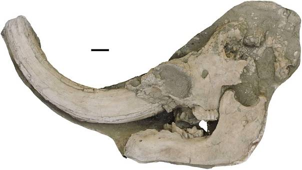 Открыт новый вид мастодонта. Впервые за последние 50 лет