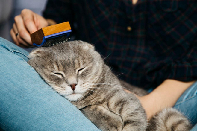 Как правильно гладить кошек? Учёные, кажется, решили этот вопроc