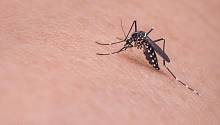 Стало известно, как комары различают людей и животных
