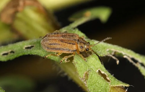 Этот жук поможет нам справиться с аллергией на пыльцу