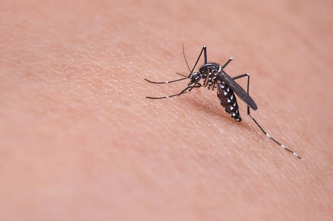 Стало известно, как комары различают людей и животных