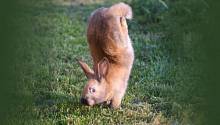 Кролики, умеющие ходить только на передних лапах, помогли учёным найти «прыжковый» ген у животных