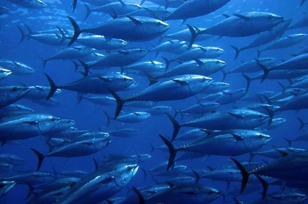 Обыкновенные тунцы «рассказали» учёным о загрязнении океанов ртутью