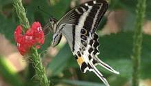 На Фиджи открыли новый вид бабочек