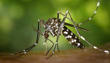 Комары не могут быть переносчиками COVID-19