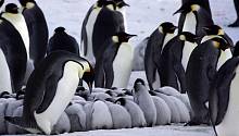 Императорские пингвины могут не пережить глобальное потепление