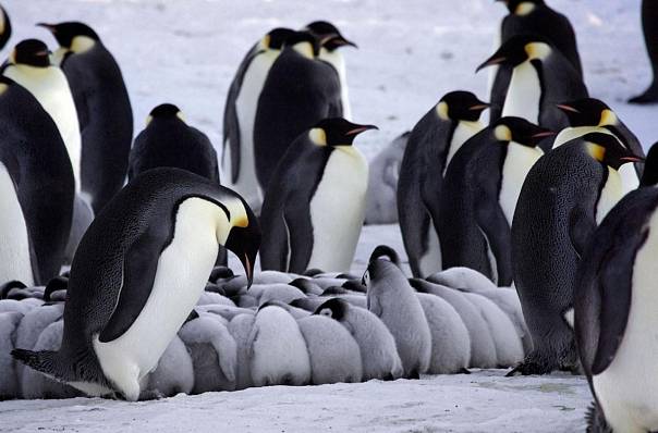 Императорские пингвины могут не пережить глобальное потепление