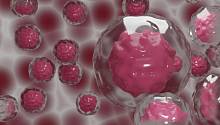 Стволовые клетки способны откладывать собственную смерть