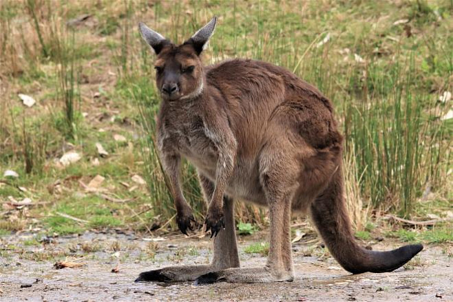 Ученые считают, что кенгуру могут общаться с людьми