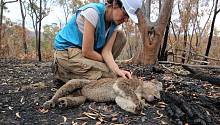 Люди и собаки спасают коал