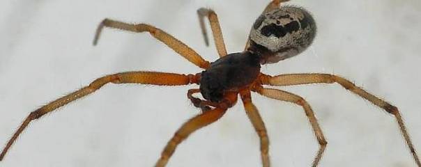 Некоторые пауки при укусе впрыскивают не только яд, но и кое-что похуже