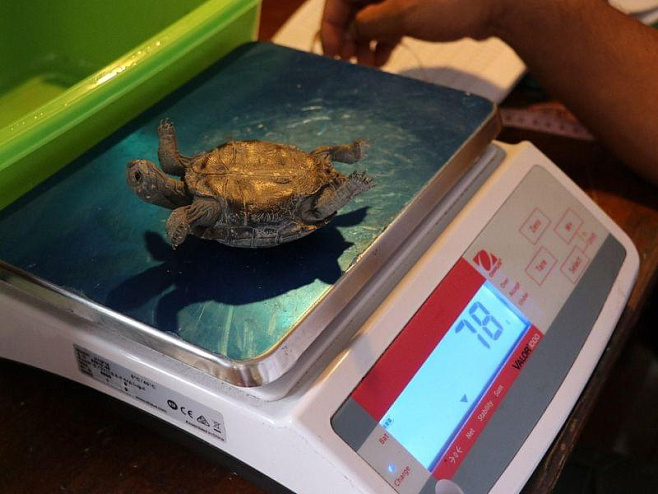 100-летняя черепаха, спасшая свой вид, возвращается на Галапагосские острова