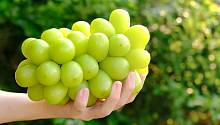 Ученый Пермского Политеха развеял мифы вокруг опасности модного гигантского винограда