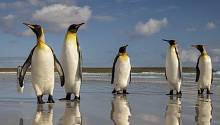 Глобальное потепление гонит императорских пингвинов к северу