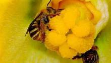 Пестициды в почве снижают уровень воспроизводства пчел на 89% 