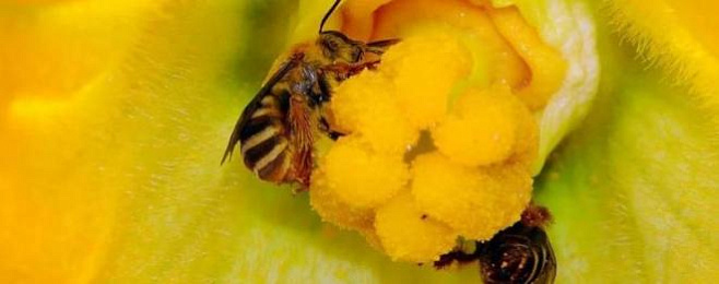 Пестициды в почве снижают уровень воспроизводства пчел на 89% 