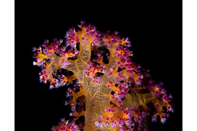«Коктейли» на основе пробиотиков повышают выживаемость кораллов