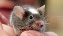 Мозг мышей принимает участие в сжигании жира