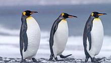 Исследование: кал пингвинов содержит веселящий газ