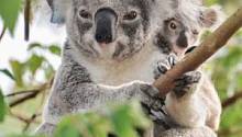 Ретровирусы «переписывают» геном коал и способствуют развитию у них рака 