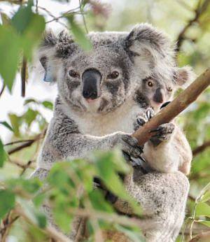 Ретровирусы «переписывают» геном коал и способствуют развитию у них рака 