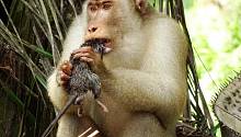 Травоядные обезьяны оказались любителями крысиного мяса 