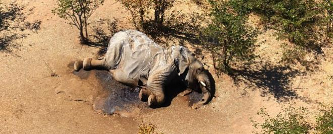 Загадочной смерти сотен слонов в Ботсване, кажется, нашли объяснение 